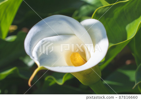 Yangmingshan Bamboo Lake Calla Lily 87816660
