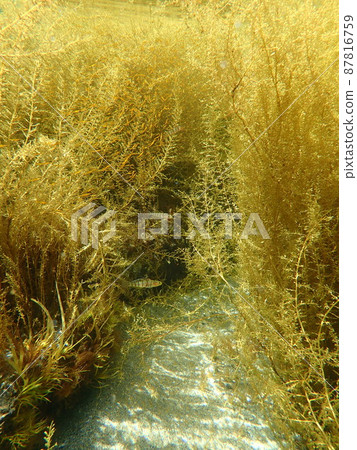 海藻馬尾藻和在海中搖擺的魚 87816759