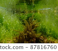 A group of seaweeds swaying in the waves in the sea 13 87816760