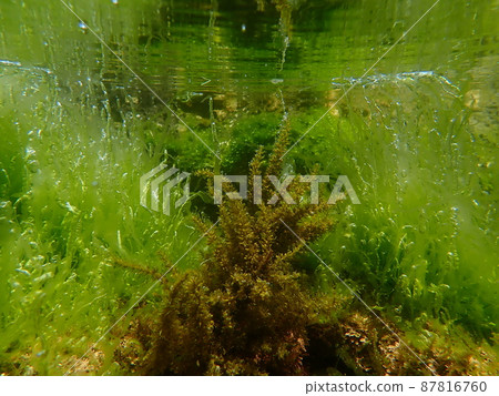 一群海藻在海浪中搖曳 13 87816760
