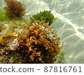 Seaweed and fish swaying in the sea 87816761