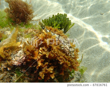 海藻和魚在海中搖曳 海藻和魚在海中搖曳 87816761