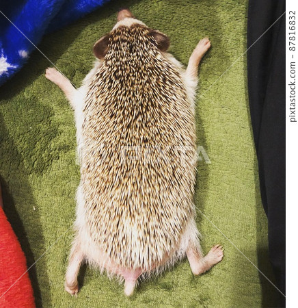 發現刺猬睡在熱地毯上長成這樣的那一刻。 87816832