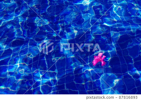 Bougainvillea floating in the pool of a resort hotel 87816893