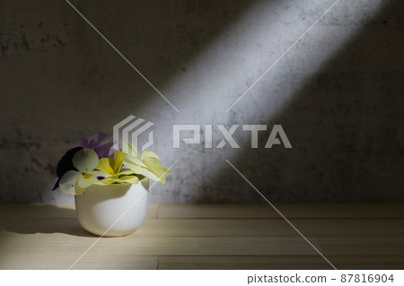 The light shining through the window and the viola in the vase 87816904