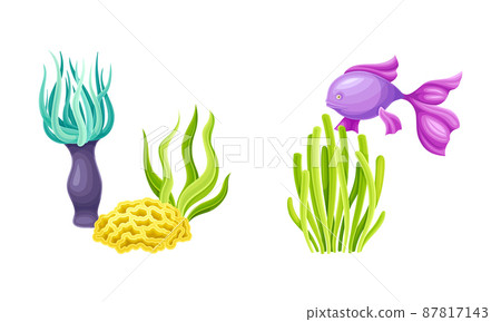 Marine fish and algae seaweed plants set. Undersea biodiversity fauna elements cartoon vector illustration 87817143