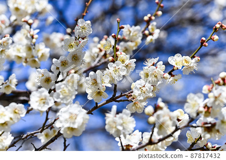 Plum blossom  Plum blossom  87817432