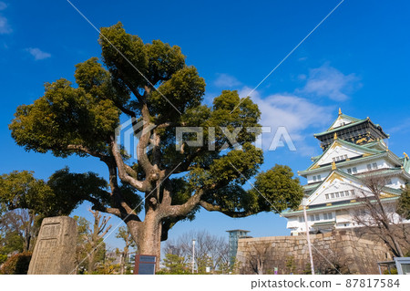 大阪城公園、豐臣秀吉 手工種植的楠木和天守閣 87817584