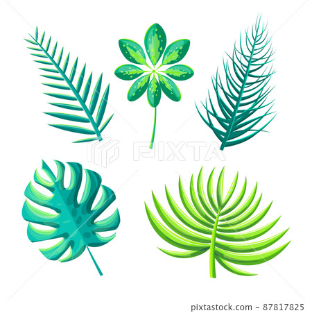 Leaf of Exotic Plants Set Vector Illustration 87817825