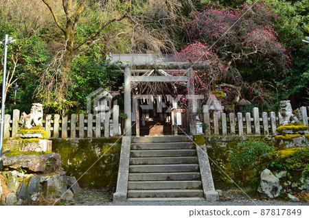 早春參拜的京都市大豐神社 87817849