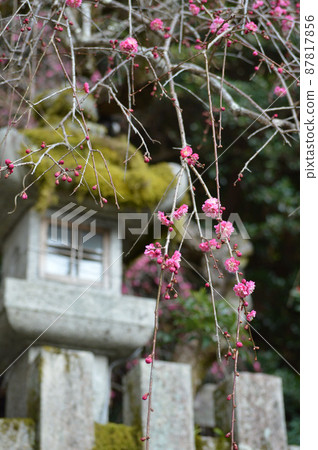 Stone lanterns and red plums at Otoyo Shrine in Kyoto City, which I visited in early spring 87817856