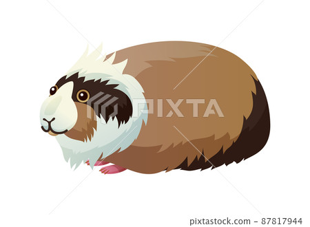 Guinea Pig Domestic Pet Cavy Vector Illustration Guinea Pig Domestic Pet Cavy Vector Illustration 87817944