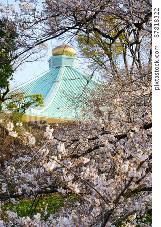 盛開的櫻花和武道館的屋頂 盛開的櫻花和武道館的屋頂 87818322