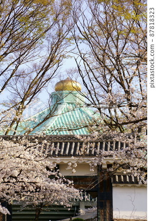Cherry blossoms in full bloom and the roof of the Budokan 87818323