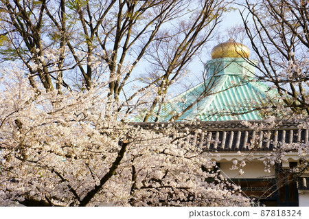 Cherry blossoms in full bloom and the roof of the Budokan Cherry blossoms in full bloom and the roof of the Budokan 87818324