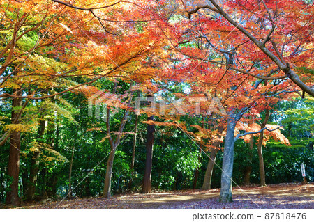 大町公園紅葉山(千葉縣市川市大町自然觀察公園) 大町公園紅葉山(千葉縣市川市大町自然觀察公園) 87818476