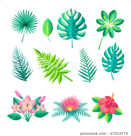 Leaves and Flowers Collection Vector Illustration 87818778
