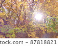 Autumn leaves and light of fire 87818821