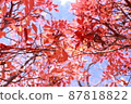 red sky 87818822