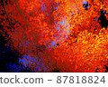 Carpet of autumn leaves 87818824
