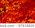 Autumn leaves 87818826
