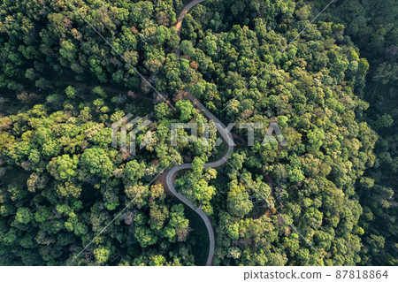 high angle tropical forest and road into the forest 87818864