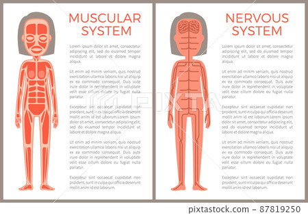 Muscular and Nervous System Anotomical Banner Muscular and Nervous System Anotomical Banner 87819250