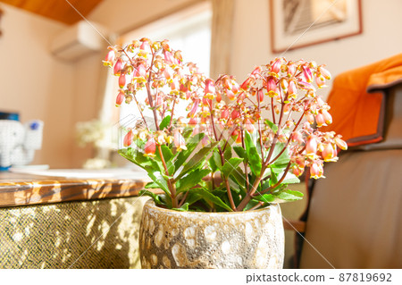 Kalanchoe 87819692