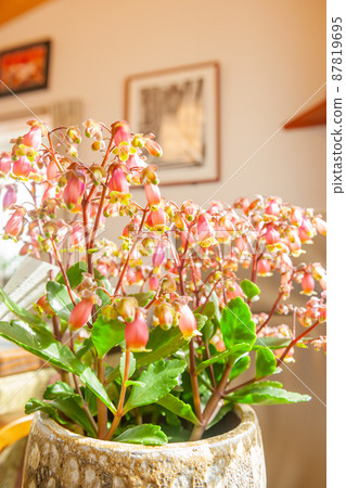 Kalanchoe Kalanchoe 87819695