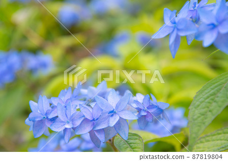 cute hydrangea cute hydrangea 87819804