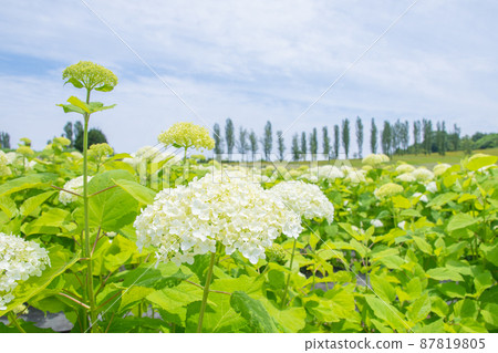 White hydrangea and poplar tree-lined hills White hydrangea and poplar tree-lined hills 87819805