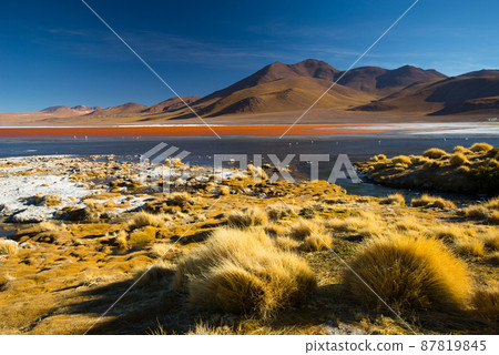 Laguna Colorada - red water lagoon. Bolivia. South America Laguna Colorada - red water lagoon. Bolivia. South America 87819845