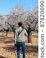 Young man lumberjack of backs walking towards the almond trees 87820090