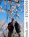 Pruning scissors up close, cutting tree branch in bloom season 87820098
