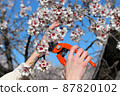Women's hands up close with pruning scissors, pruning a flowering almond tree 87820102
