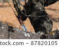 Survival kit knife nailed to tree trunk 87820105
