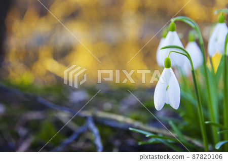 Close-up of fresh snowdrops, galanthus nivalis, first spring flowers blooming in the forest in golden hour. Wildflowers blossom in the morning or evening sunlight. Easter topic, spring symbol Close-up of fresh snowdrops, galanthus nivalis, first spring flowers blooming in the forest in golden hour. Wildflowers blossom in the morning or evening sunlight. Easter topic, spring symbol 87820106