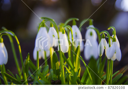 Close-up of fresh snowdrops, galanthus nivalis, first spring flowers blooming in the forest in golden hour. Wildflowers blossom in the morning or evening sunlight. Easter topic, spring symbol Close-up of fresh snowdrops, galanthus nivalis, first spring flowers blooming in the forest in golden hour. Wildflowers blossom in the morning or evening sunlight. Easter topic, spring symbol 87820108