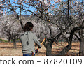 Farmer man splitting branch of almond tree with axe during flowering 87820109
