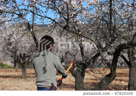 Farmer man splitting branch of almond tree with axe during flowering 87820109