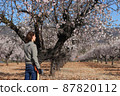 Young farmer in cherry blossom field working 87820112