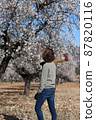 Portrait of a young man with long hair pruning almond trees in bloom in spring 87820116