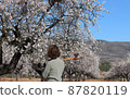 Young farmer with an axe on his shoulder in a field of flowering almond trees 87820119