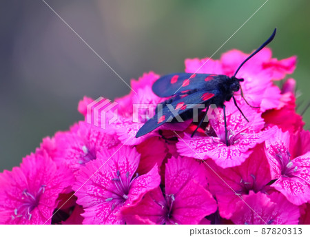 Carnations flowers in sunshine. The six-spot burnet Zygaena filipendulae - a day-flying moth. Carnations flowers in sunshine. The six-spot burnet Zygaena filipendulae - a day-flying moth. 87820313