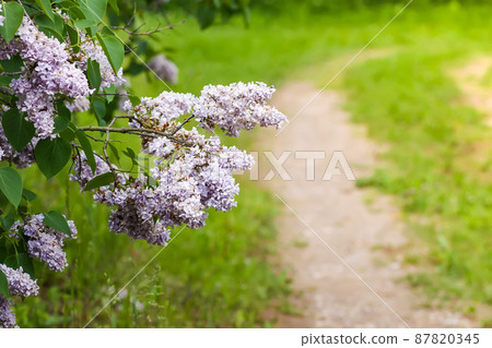 Syringa vulgaris blooming plant. Fragrant purple lilac bush in the spring garden in countryside. 87820345