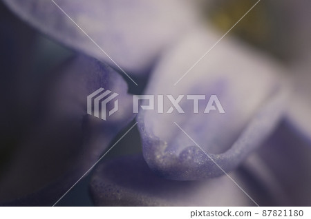 Hyacinth flower close up shot Hyacinth flower close up shot 87821180