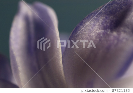 Hyacinth flower close up shot Hyacinth flower close up shot 87821183