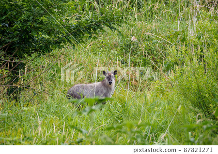 Japanese serow 87821271