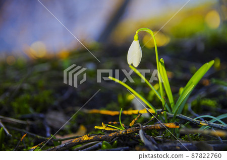 Blooming spring snowdrops in the forest in golden hour 87822760