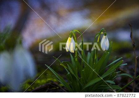 Blooming spring snowdrops in the forest in golden hour 87822772